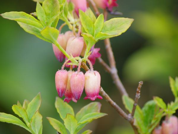 ウラジロヨウラク